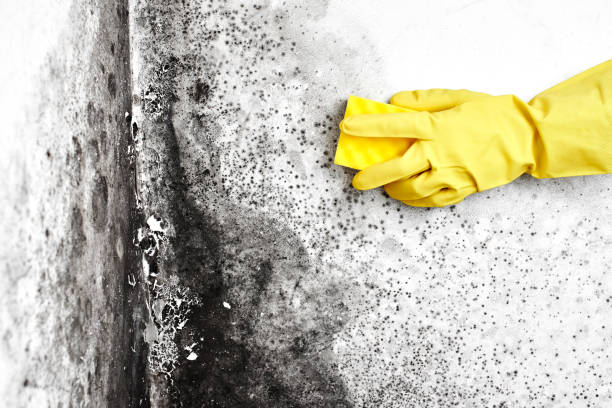 Mold Removal and Inspection in Fairfield Bay, AR