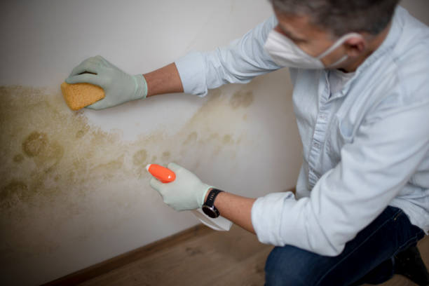 Best Black Mold Removal  in Fairfield Bay, AR