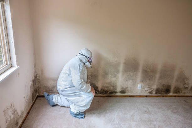 Best Commercial Mold Removal  in Fairfield Bay, AR